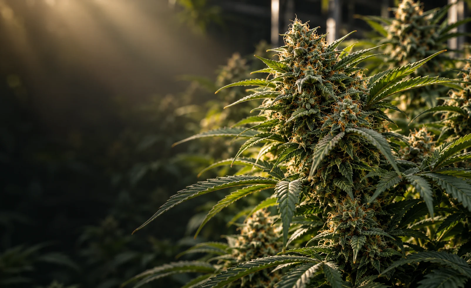 Autoflower cannabis botanical database